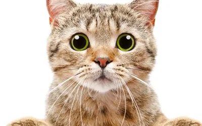 5 самых распространенных заблуждений о кошках