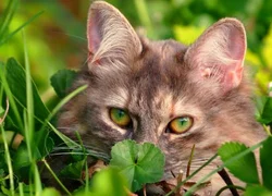 5 симптомов аллергии у кошек
