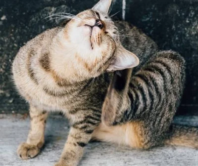 Симптомы аллергии у кошек