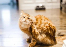 5 симптомов блошиного дерматита у кошек