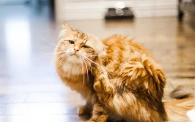 5 симптомов блошиного дерматита у кошек