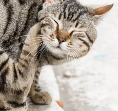 Симптомы блошиного дерматита у кошек