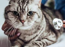 5 симптомов почечной недостаточности у кошек