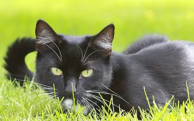 5 симптомов развития отека легких у кошек