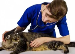 5 симптомов развития рака молочной железы у кошки