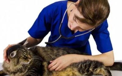 5 симптомов развития рака молочной железы у кошки