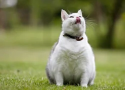 Синдром Кушинга у кошки - 5 ранних симптомов развития