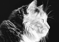 5 симптомов развития у кошки пиелонефрита
