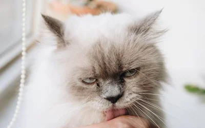 5 симптомов сальмонеллеза у кошек
