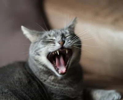 Зубная боль у кошек