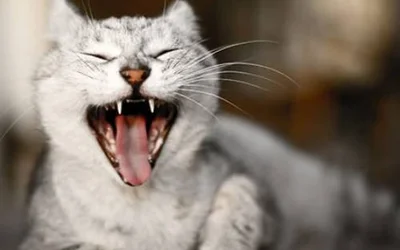5 вероятных причин запаха из пасти у кошек