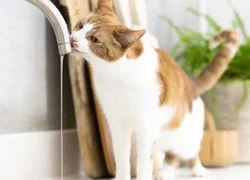 5 основных причин жажды у кошки