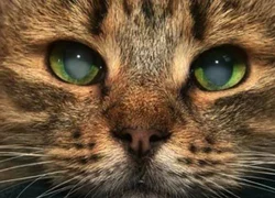 6 причин развития катаракты у кошек