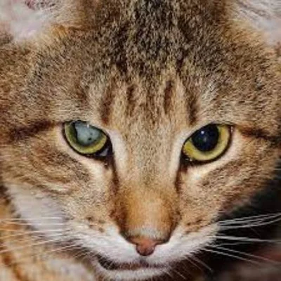Причины катаракты у кошек