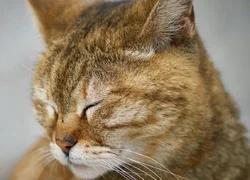 6 причин развития рахита у кошек