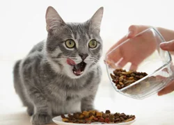 6 распространенных ошибок кормления кошки