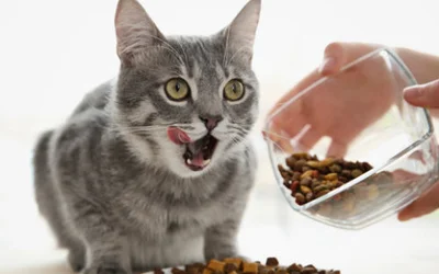 6 распространенных ошибок кормления кошки