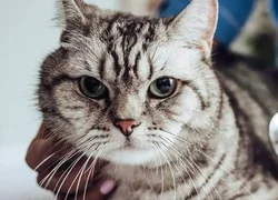 6 распространенных заболеваний поджелудочной железы у кошки