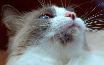 7 болезней у кошки при которых возникают болячки на теле