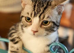 7 первых признаков развития липидоза у кошки