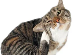 7 причин, почему кошка чешет уши