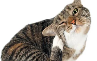 7 причин, почему кошка чешет уши