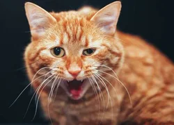 7 причин почему кошку может рвать после еды непереваренной пищей