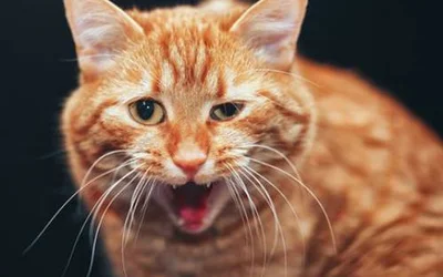 7 причин почему кошку может рвать после еды непереваренной пищей