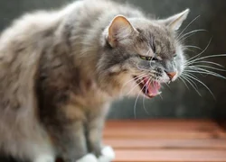 7 причин развития астмы у кошек