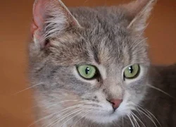 7 причин развития липидоза печени у кошек