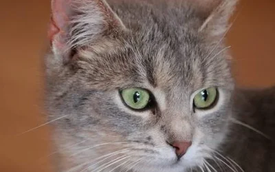7 причин развития липидоза печени у кошек