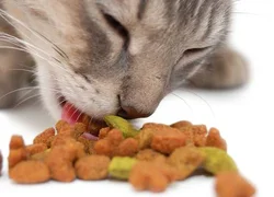 7 причин сменить корм вашему коту