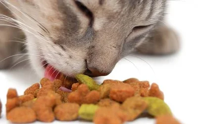 7 причин сменить корм вашему коту