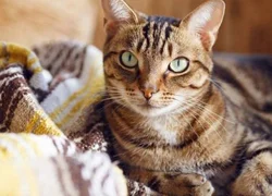 7 признаков ринотрахеита у кошки