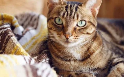 7 признаков ринотрахеита у кошки