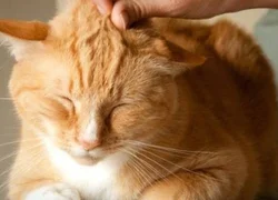 7 причин появления язв на теле у кошки