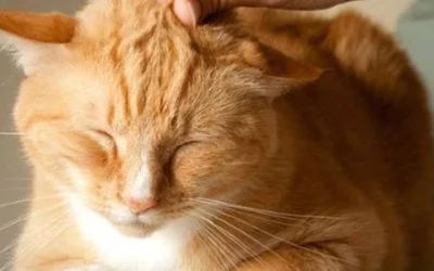 7 причин появления язв на теле у кошки