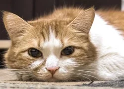 Аденокарцинома у кошки