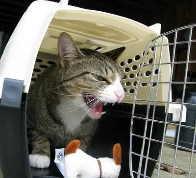 Причины агрессии кошки на приеме у врача
