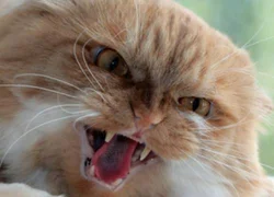 Агрессия кошки на приеме у врача