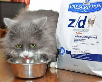 Лечение пищевой аллергии у кошек