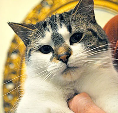 Механизм появления анафилактического шока у кошки