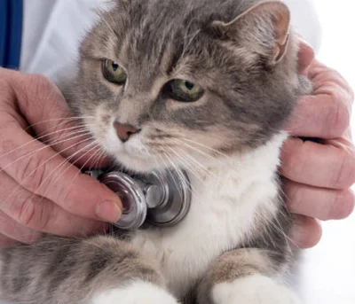Лечение аритмий у кошек