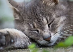 Аритмия у кошек