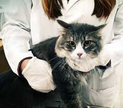 Причины и симптомы асцита у кошек