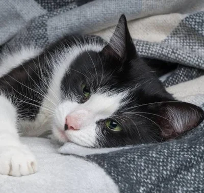 Почему у котят может развиться пневмония