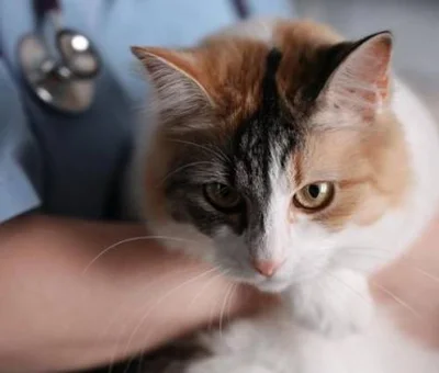 Как кошка может заразиться бартонеллезом