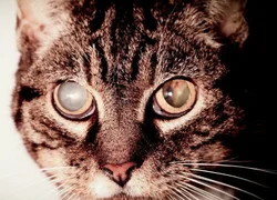 Бельмо на глазу у кошки лечение