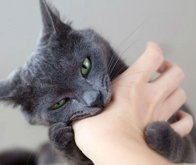 Симптомы бешенства у человека после укуса кошки
