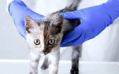 Биохимический анализ крови кошки
